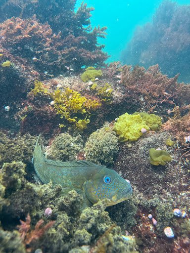 Photo from customer review