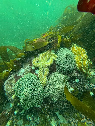 Photo from customer review