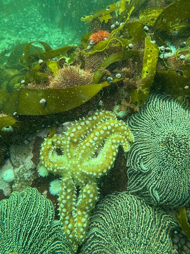 Photo from customer review