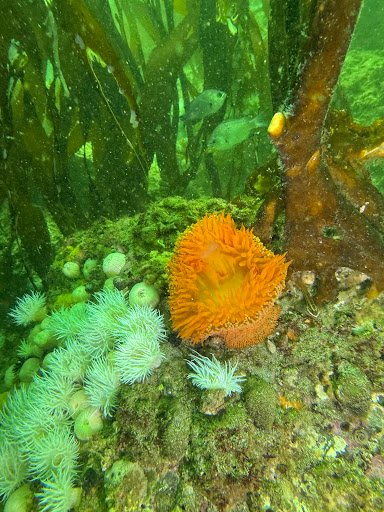 Photo from customer review