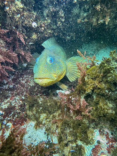 Photo from customer review