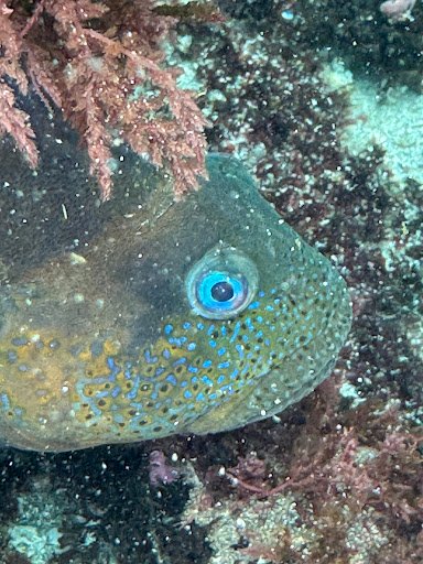 Photo from customer review